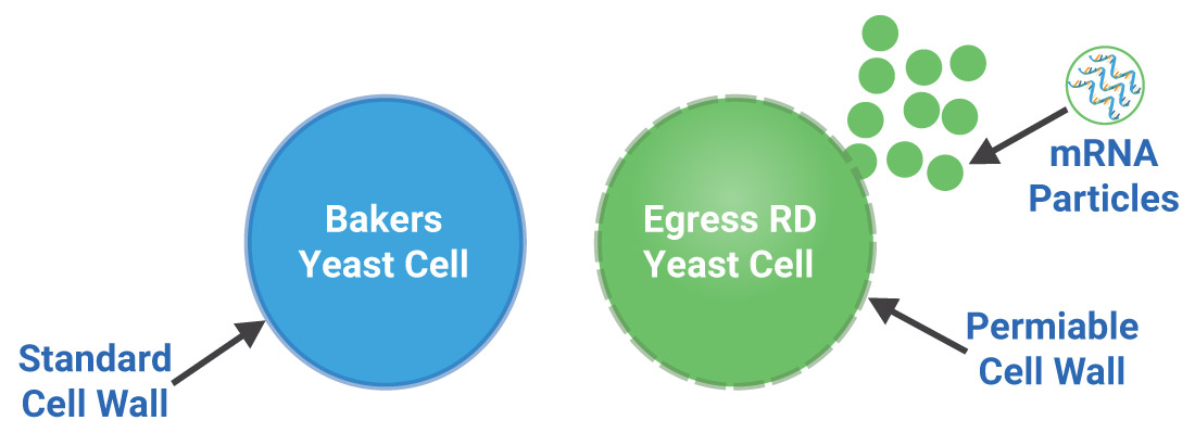 Egress RD Yeast Process-1
